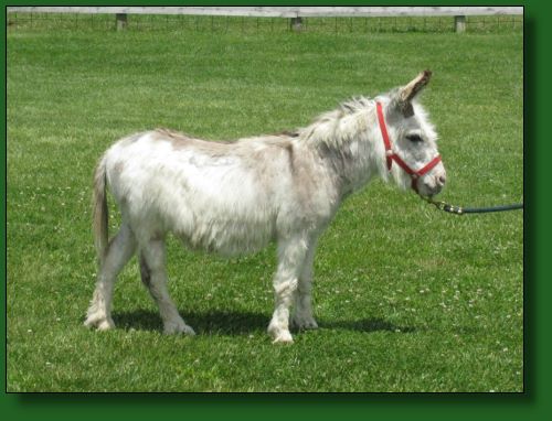 GJR Little Red Hairy